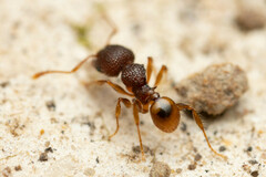 Pheidole longiceps doddi