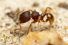 Pheidole longiceps doddi