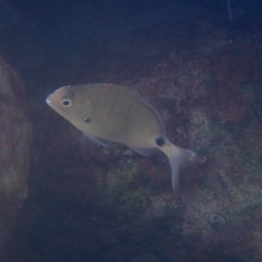 Diplodus sargus