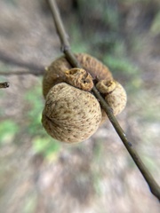 Amphibolips quercuspomiformis