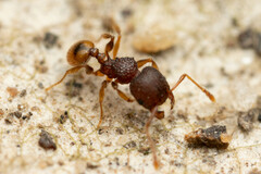 Pheidole longiceps doddi