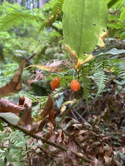 Prosartes smithii