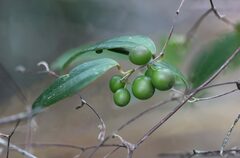 Smilax glyciphylla