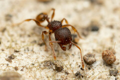Pheidole longiceps doddi