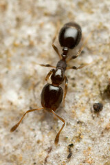 Monomorium sydneyense