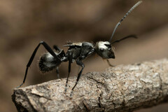 Polyrhachis daemeli