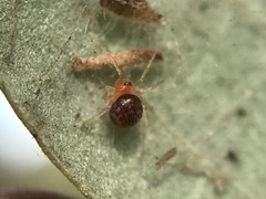 Ruborridion musivum