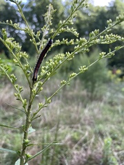 Cucullia convexipennis