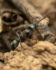 Iridomyrmex mayri
