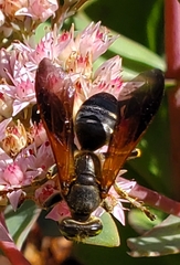 Tachytes guatemalensis