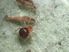 Ruborridion musivum