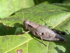 Melanoplus scudderi