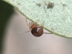 Ruborridion musivum
