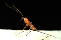 Braconidae