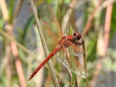 Libellula needhami