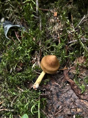 Cortinarius ominosus