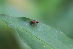 Chrysomelidae