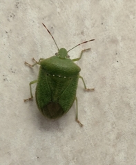Nezara viridula