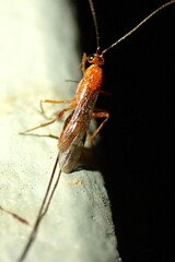 Braconidae