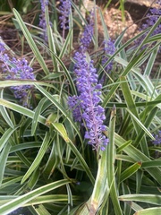 Liriope