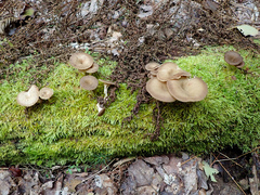 Pseudoarmillariella ectypoides