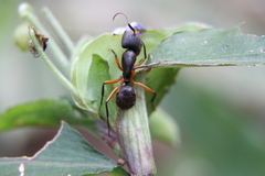 Camponotus renggeri