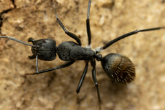 Camponotus aeneopilosus