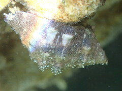 Stramonita haemastoma