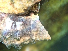 Stramonita haemastoma