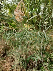 Salix exigua