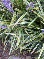 Liriope