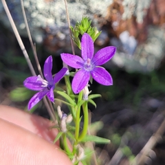 Triodanis perfoliata