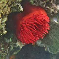 Actinia mediterranea