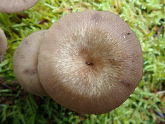 Pseudoarmillariella ectypoides