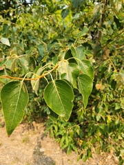 Populus trichocarpa