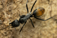 Camponotus aeneopilosus