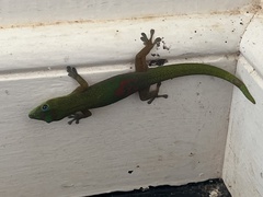 Phelsuma laticauda