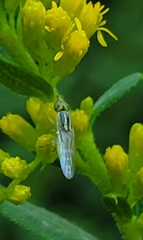 Meromyza