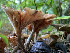 Gerronema strombodes