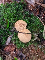 Asterophora lycoperdoides