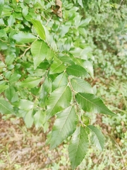 Ulmus parvifolia