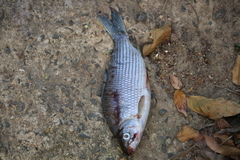 Characiformes