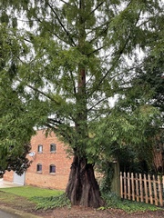 Metasequoia