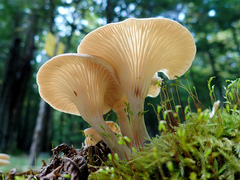 Pseudoarmillariella ectypoides