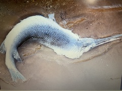 Lepisosteus osseus