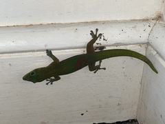 Phelsuma laticauda