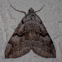 Aplocera