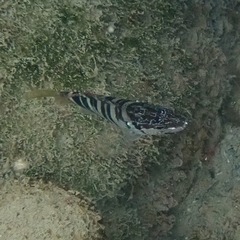 Serranus scriba