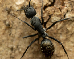 Camponotus aeneopilosus