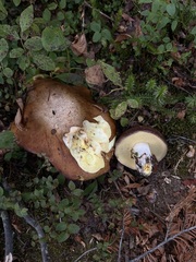 Suillus brevipes